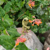 Cute Frog Crochet Pattern